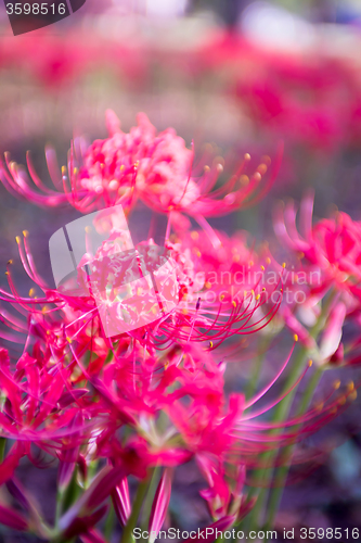 Image of Red spider lily lycoris radiata cluster amaryllis higanbana flow