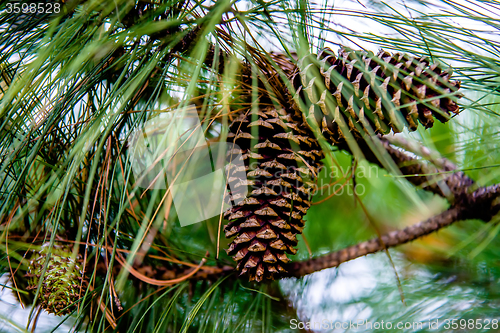 Image of pine cone andgreen  tree branches