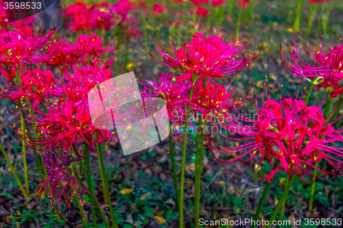 Image of Red spider lily lycoris radiata cluster amaryllis higanbana