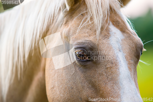 Image of horse animal posing on a farmland at sunset