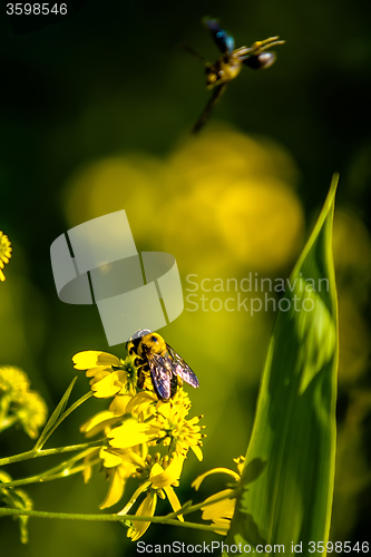 Image of bumble bee flying near flower on sunny day