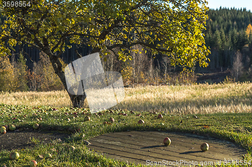 Image of Autumn scene