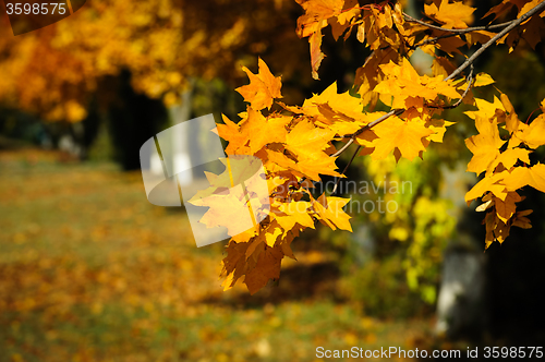 Image of Tree branch with autumn leaves.