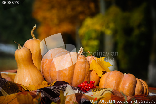 Image of Autumn thanksgiving still life with pumpkins