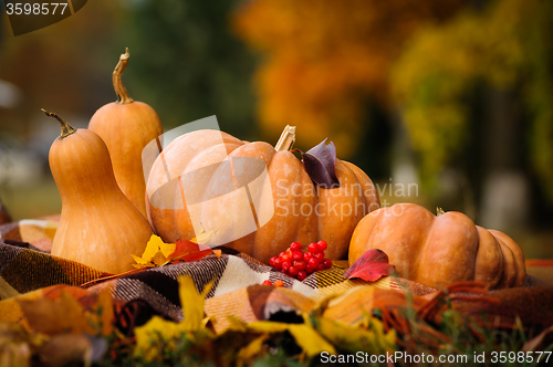 Image of Autumn thanksgiving still life with pumpkins