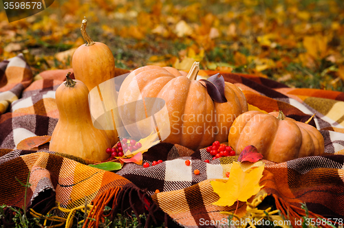 Image of Autumn thanksgiving still life with pumpkins