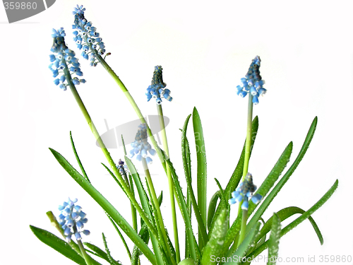 Image of Blue spring flowers on white