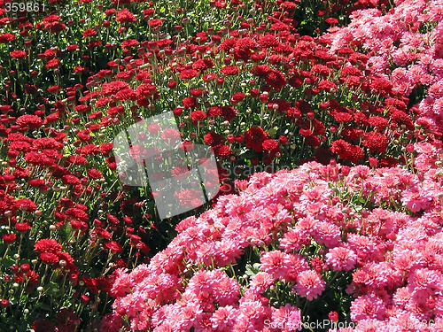 Image of Red and pink fall mums