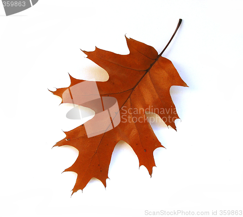 Image of Fall oak leaf on white background