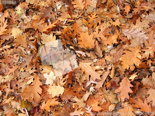 Image of Fall oak leaves background