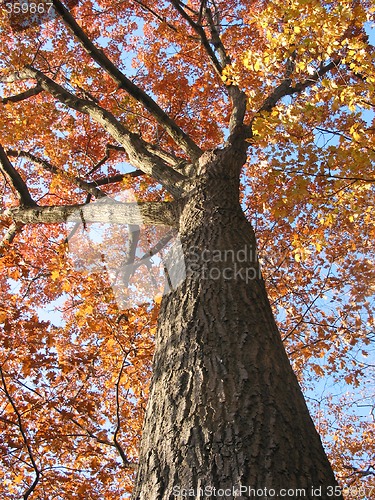 Image of Old oak tree in the fall 1