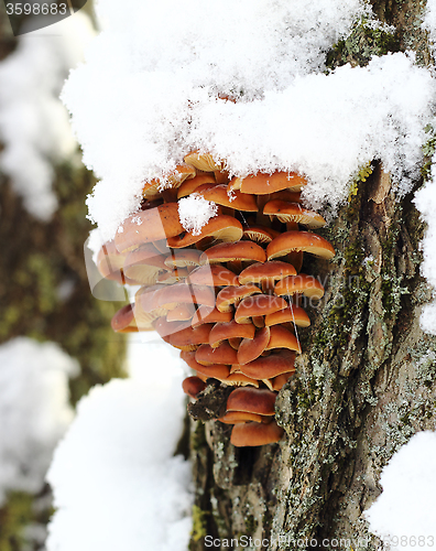 Image of Tree mushrooms