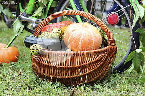 Image of Harvested pumpkins 