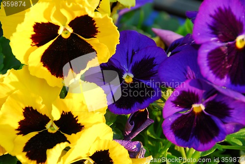 Image of Pansies