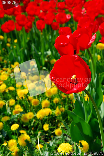 Image of Red spring tulips