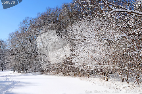 Image of Winter forest