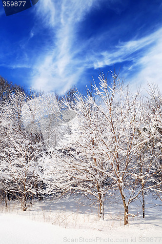 Image of Winter forest