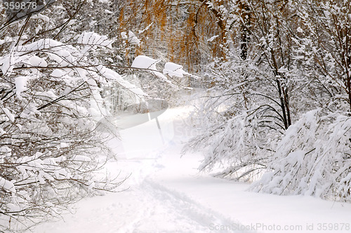 Image of Path in winter forest