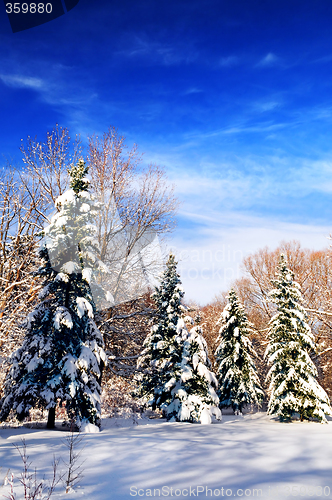 Image of Winter forest