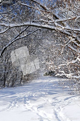 Image of Path in winter forest