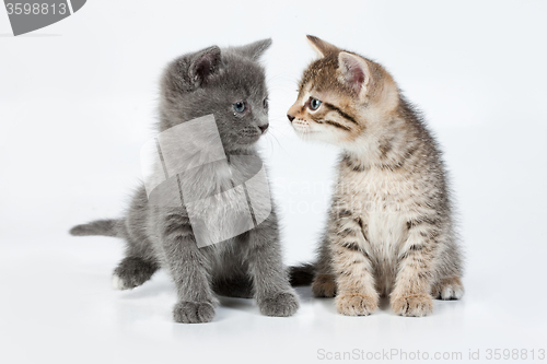 Image of Little Kittens