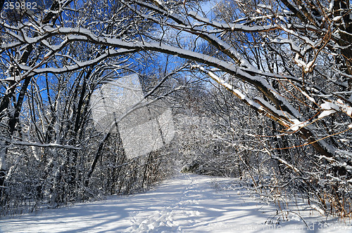 Image of Path in winter forest