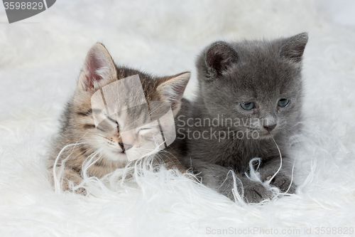 Image of Little Kittens