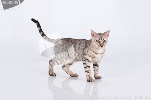 Image of Leopard Cat