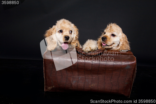 Image of Cocker Spaniel