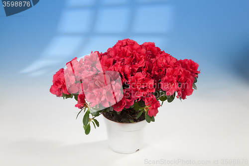 Image of Flowers