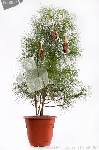 Image of Fir With Cones