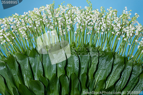 Image of Lilies Of The Valley