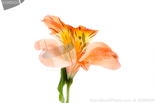 Image of Isolated Flower