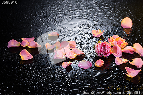 Image of Rose and petals