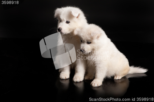 Image of Family Of Samoyeds