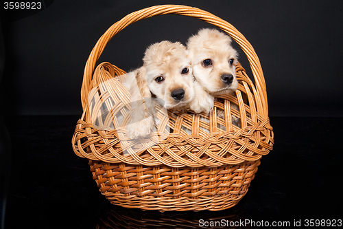 Image of Cocker Spaniel