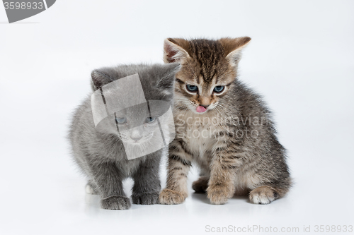 Image of Little Kittens
