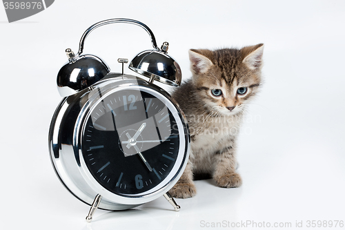 Image of Little Kittens
