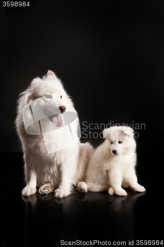 Image of Family Of Samoyeds