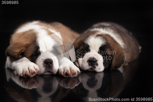 Image of St. Bernard Puppies