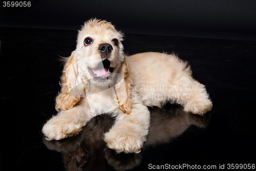 Image of Cocker Spaniel