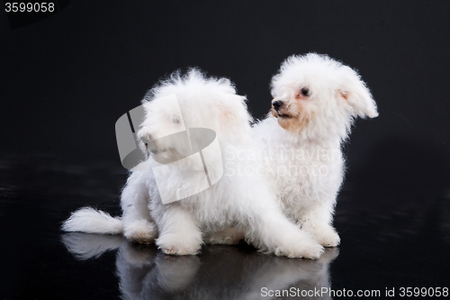 Image of Fluffi Dog