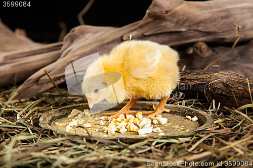 Image of Little Yellow Chicken