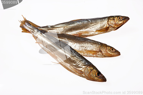 Image of Fish