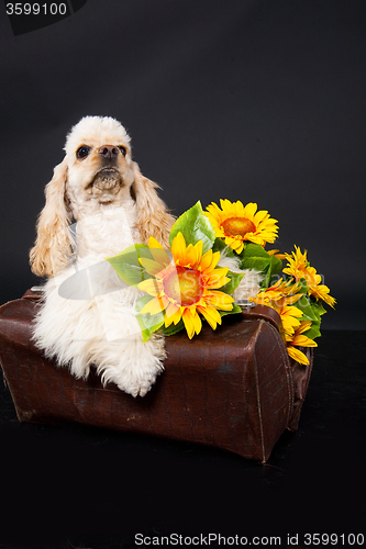 Image of Cocker Spaniel