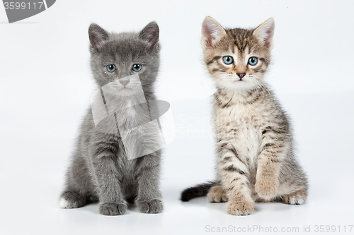 Image of Little Kittens