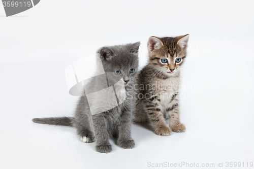 Image of Little Kittens