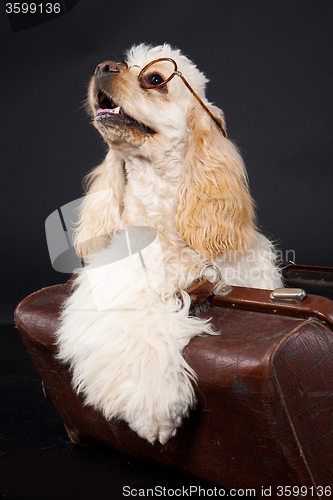 Image of Cocker Spaniel