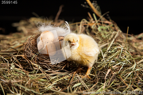 Image of Little Yellow Chicken