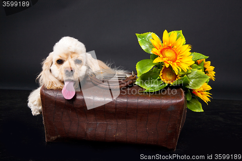 Image of Cocker Spaniel